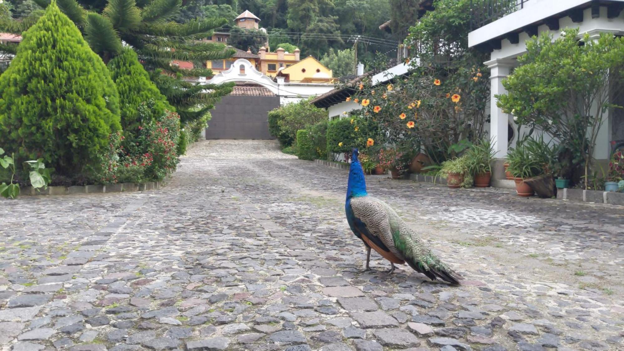 Hostal Casa Buho Antigua Bagian luar foto
